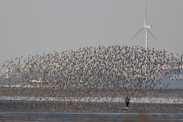 12. Zugvogeltage im Wattenmeer Watvogelschwarm Foto: Onno K. Gent