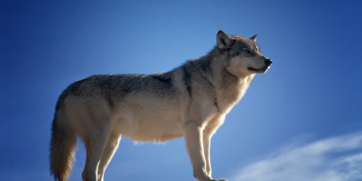 Wolf